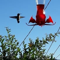 Hummingbird beside a red garden feeder
